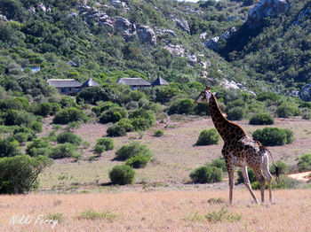 Woodbury Lodge Amakhala Game Reserve Exterior photo